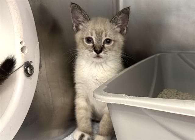 Chai - Domestic Short Hair