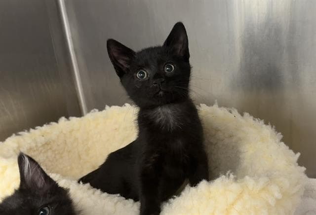 Scout - Domestic Short Hair