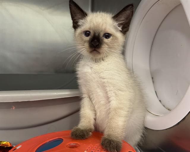 Masala - Domestic Short Hair