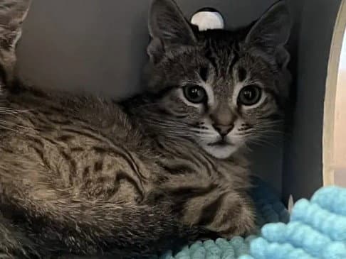 Burger - Domestic Short Hair
