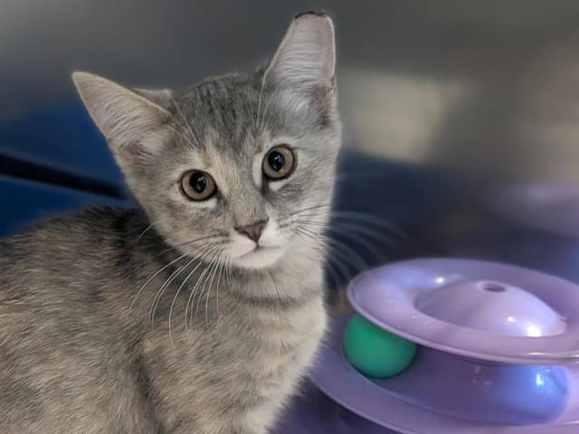 Augustine - Domestic Short Hair