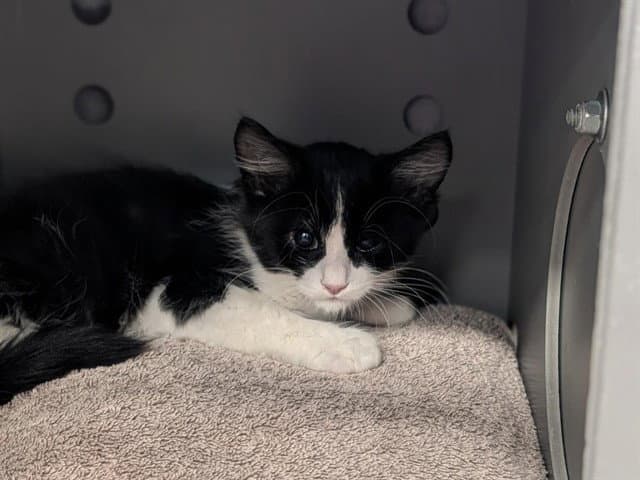 Lizzie - Domestic Medium Hair