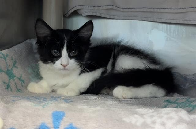 Lizzie - Domestic Medium Hair