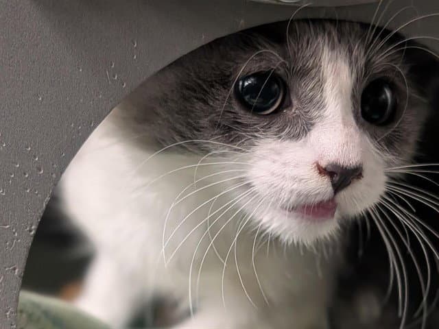 Unknown - Domestic Medium Hair