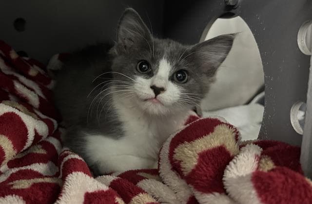 Unknown - Domestic Medium Hair