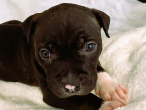 Billy - Pit Bull Terrier