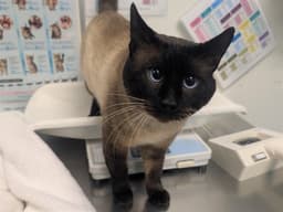 Prince Pawsington Iii image 1