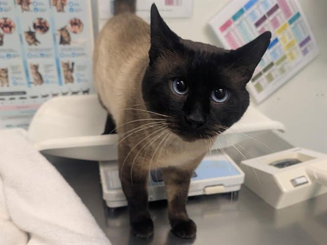 Prince Pawsington Iii - Siamese