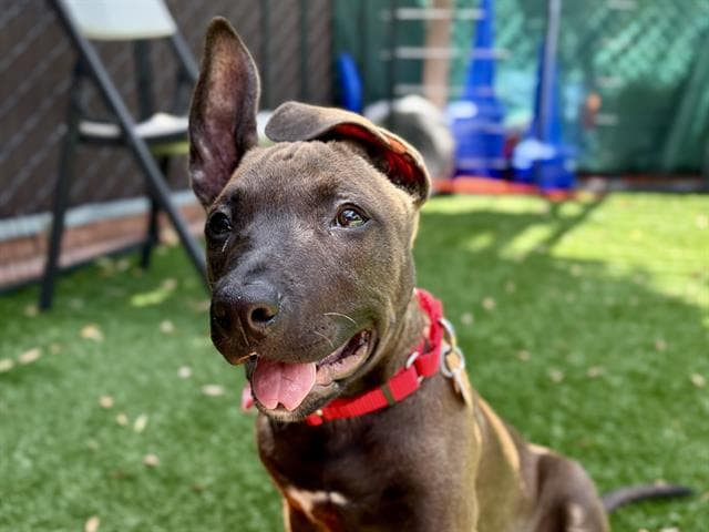 Twyla - Pit Bull Terrier