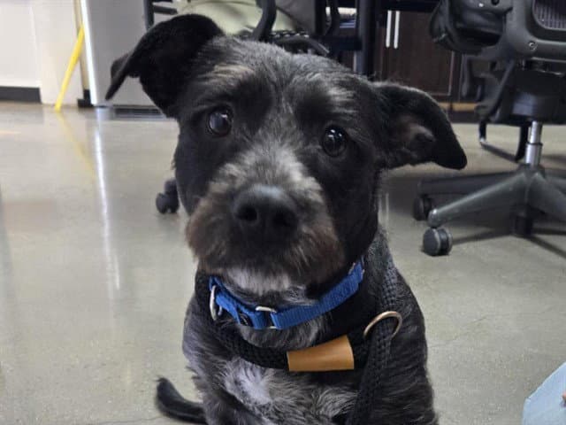 Cooper - Scottish Terrier Scottie