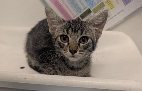 Abel - Domestic Short Hair