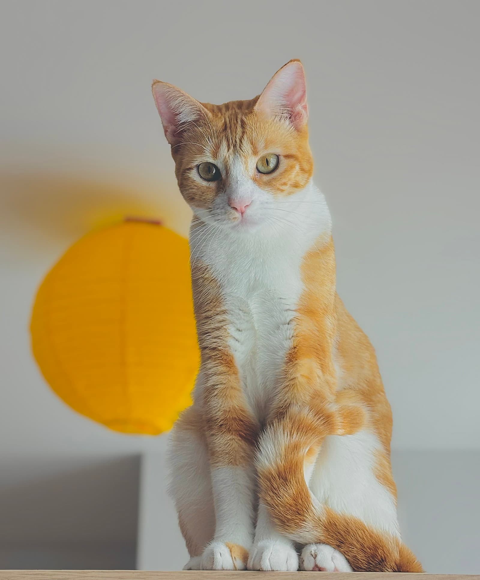 Sandy - Domestic Short Hair