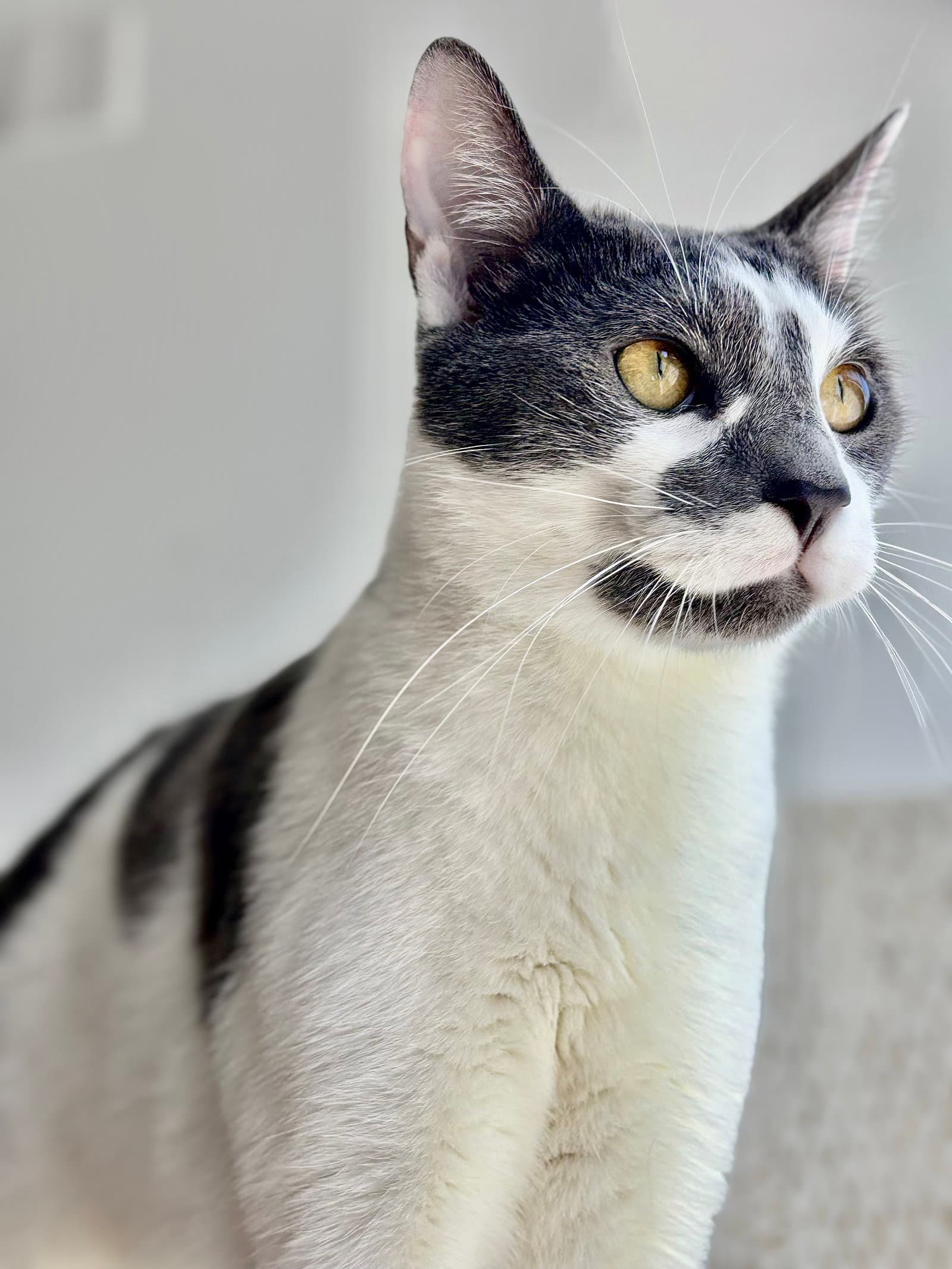 Dusty - Domestic Short Hair