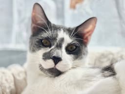 Dusty image 2