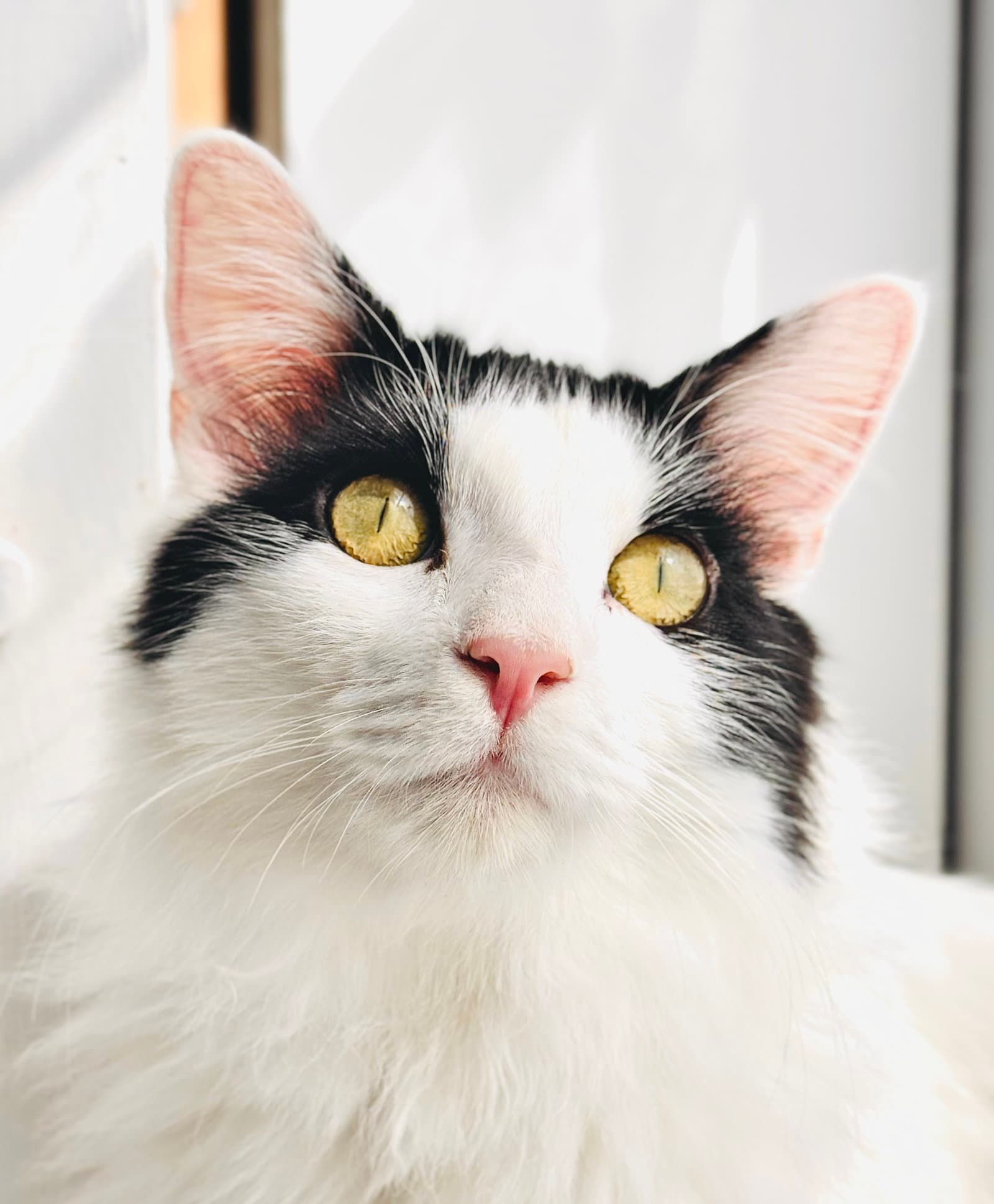 Mew - Domestic Long Hair