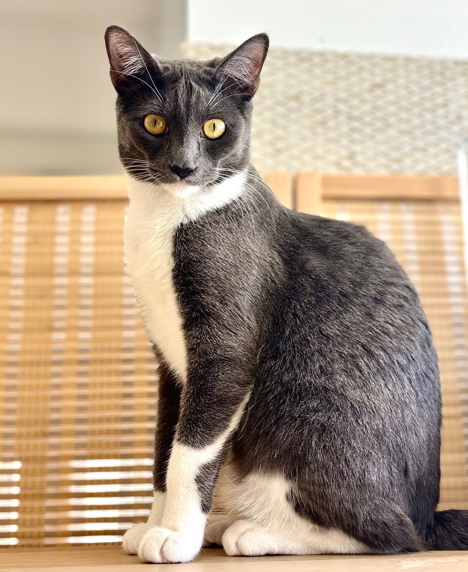 Minnie Mouse - Domestic Short Hair