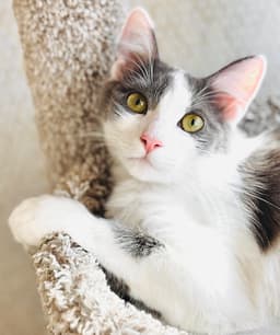 Delilah image 1