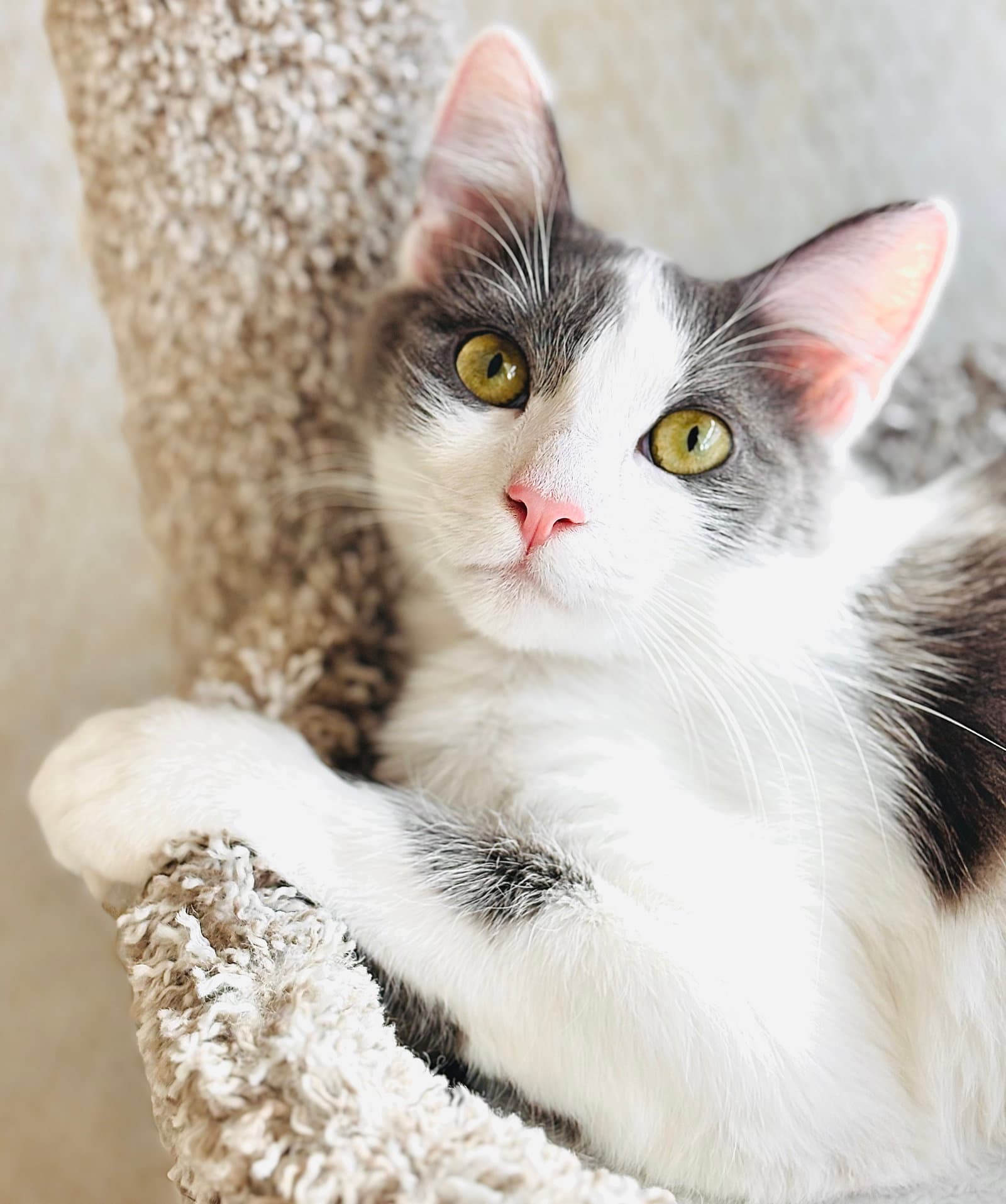 Delilah - Domestic Long Hair