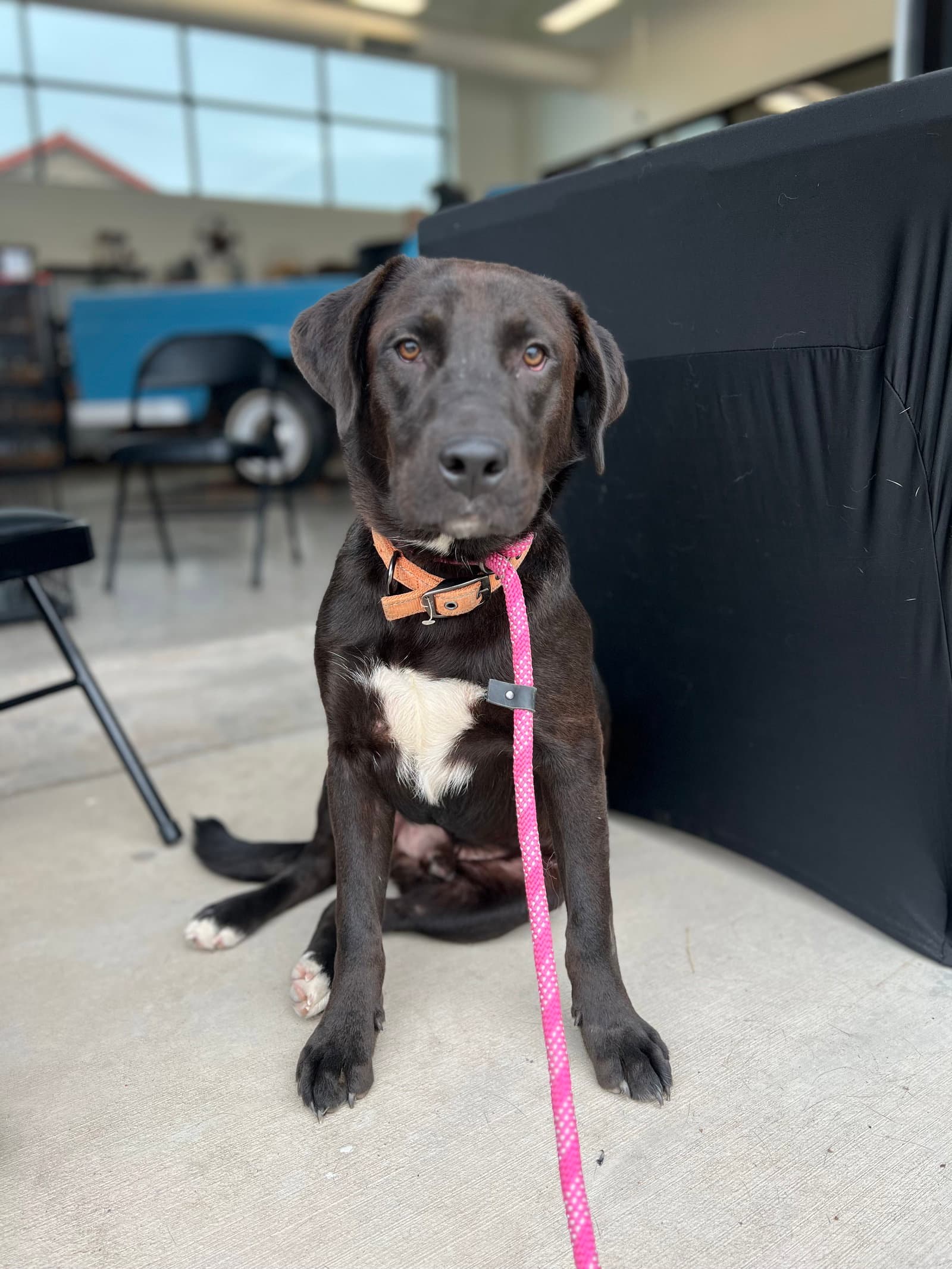 Jack - Labrador Retriever