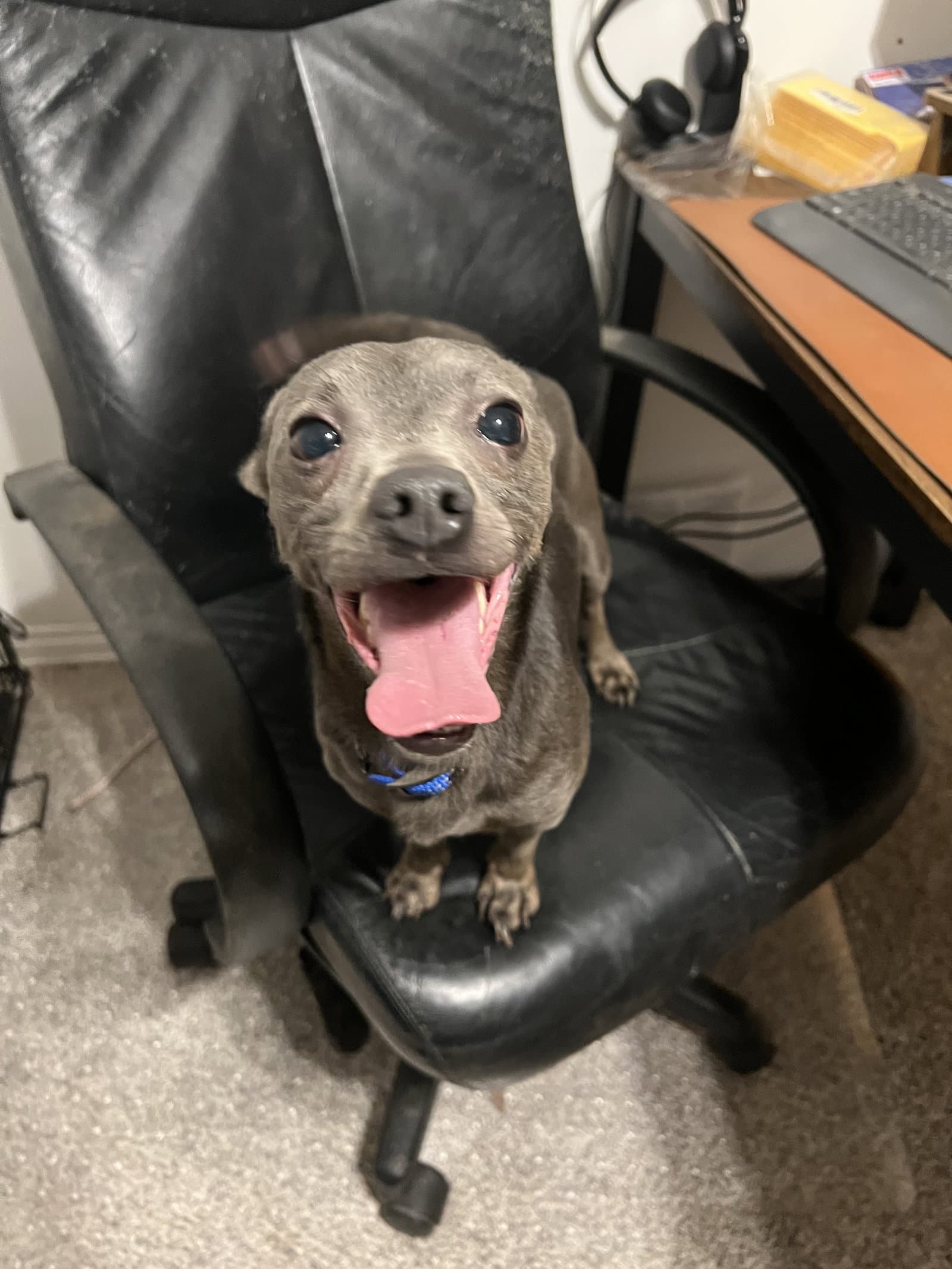 Tator - Chihuahua