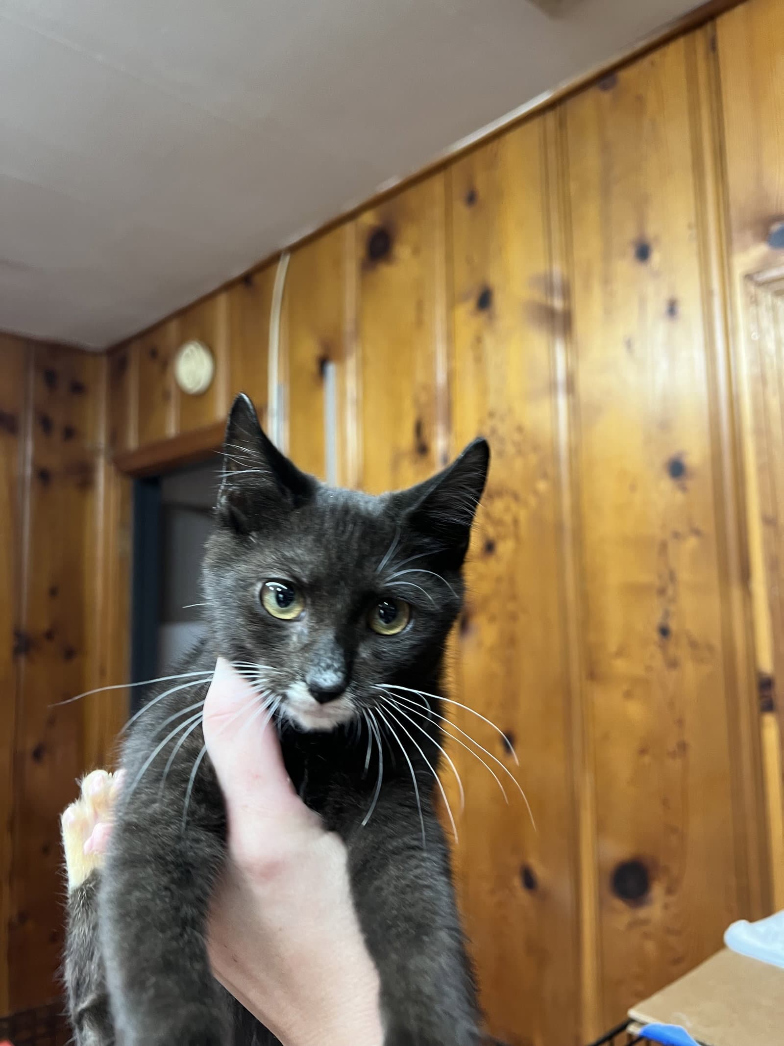 Batman - Domestic Short Hair