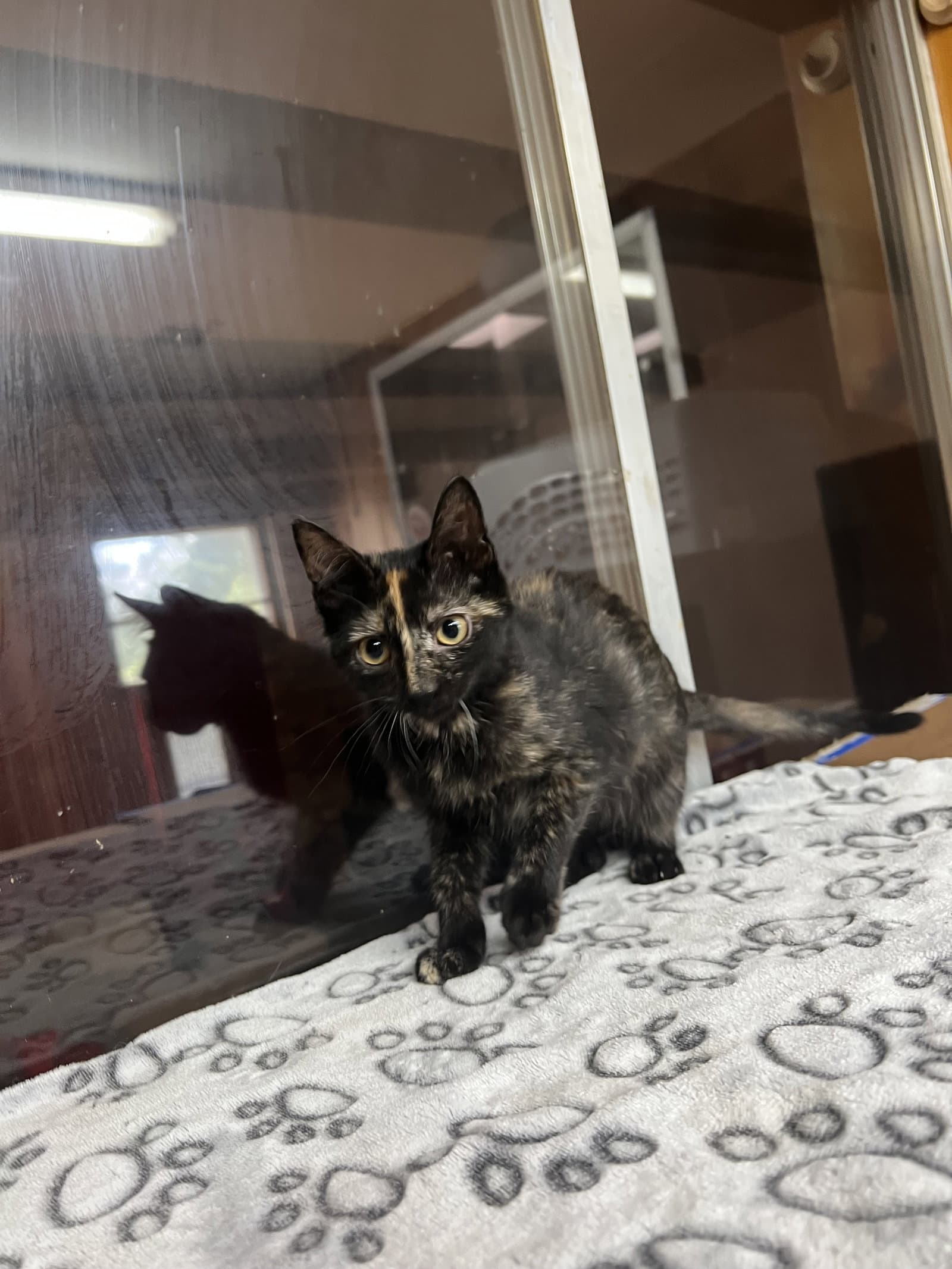 Supergirl - Domestic Short Hair