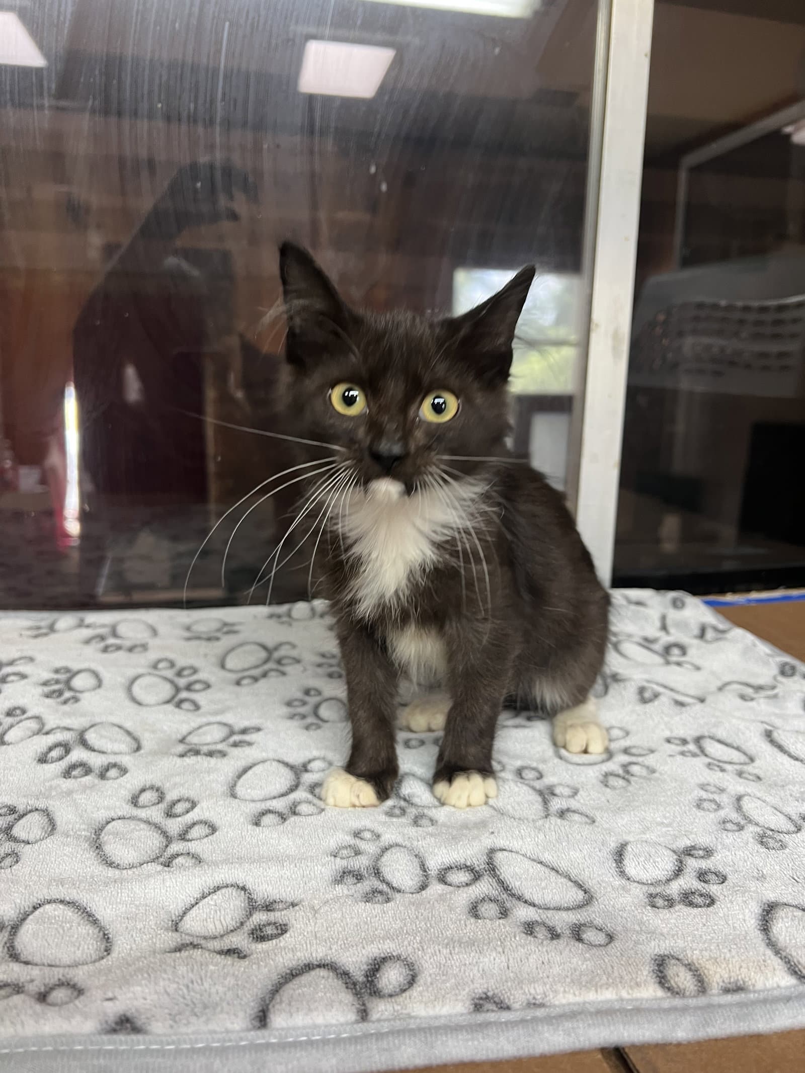 Wonder Woman - Domestic Medium Hair