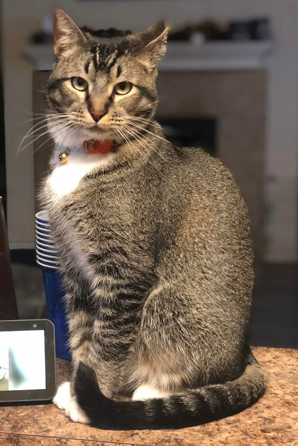 Jack Cat - Domestic Short Hair