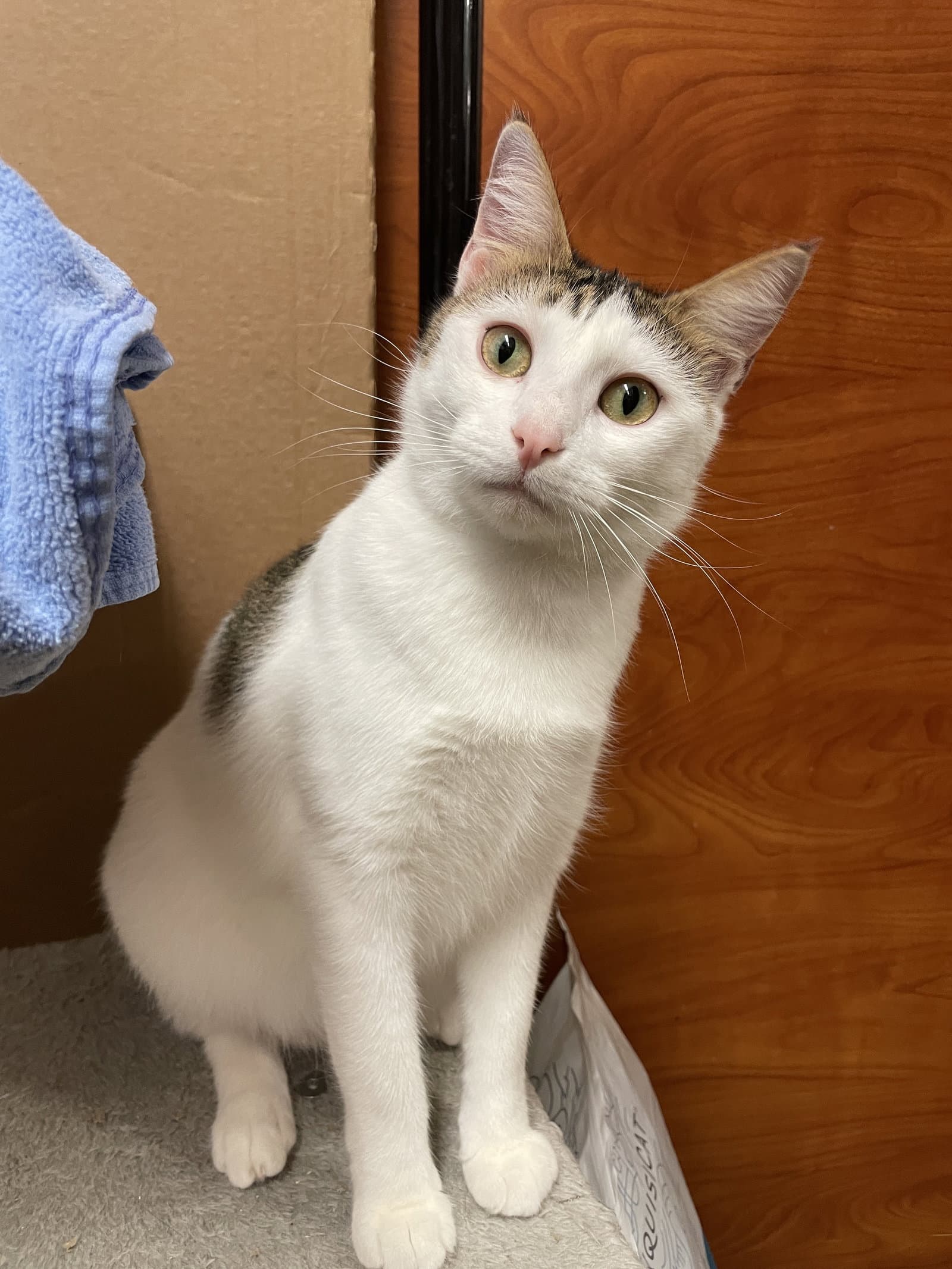 Sofia - Domestic Short Hair