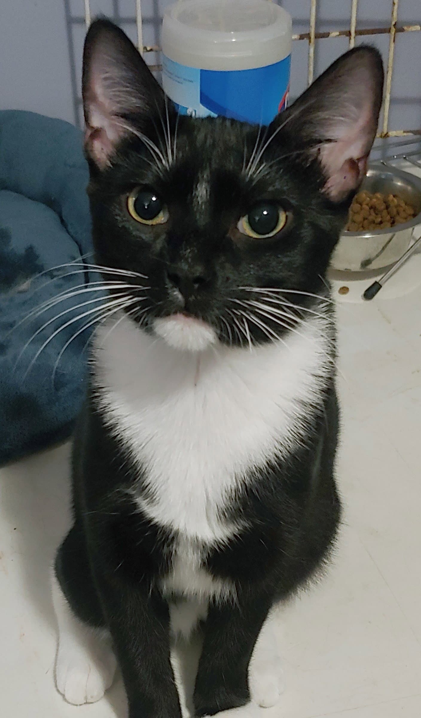 Mischief - Domestic Short Hair