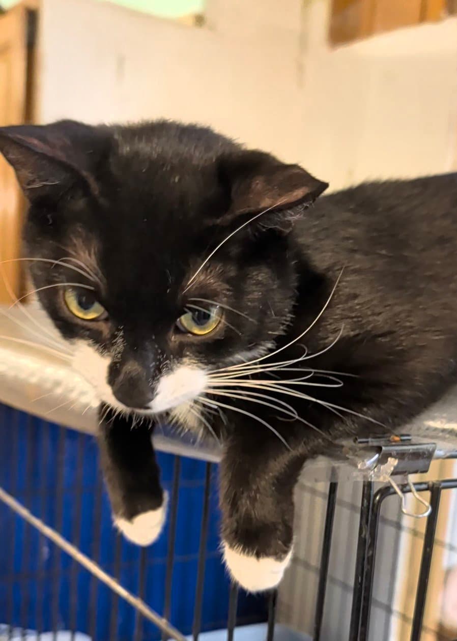 Tipsy - Domestic Short Hair