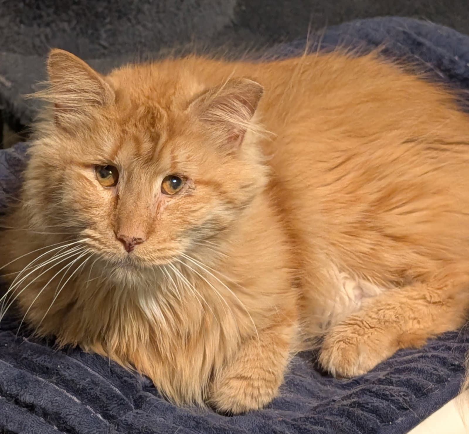 Charles - Domestic Long Hair