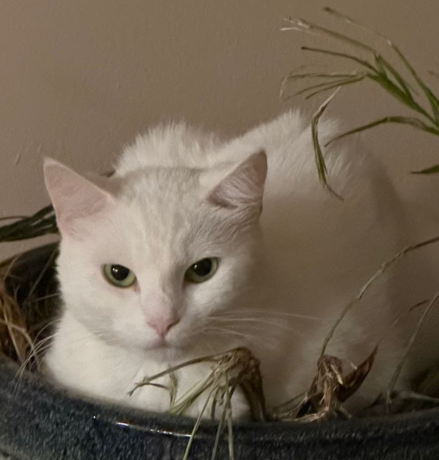 Momma - Domestic Short Hair
