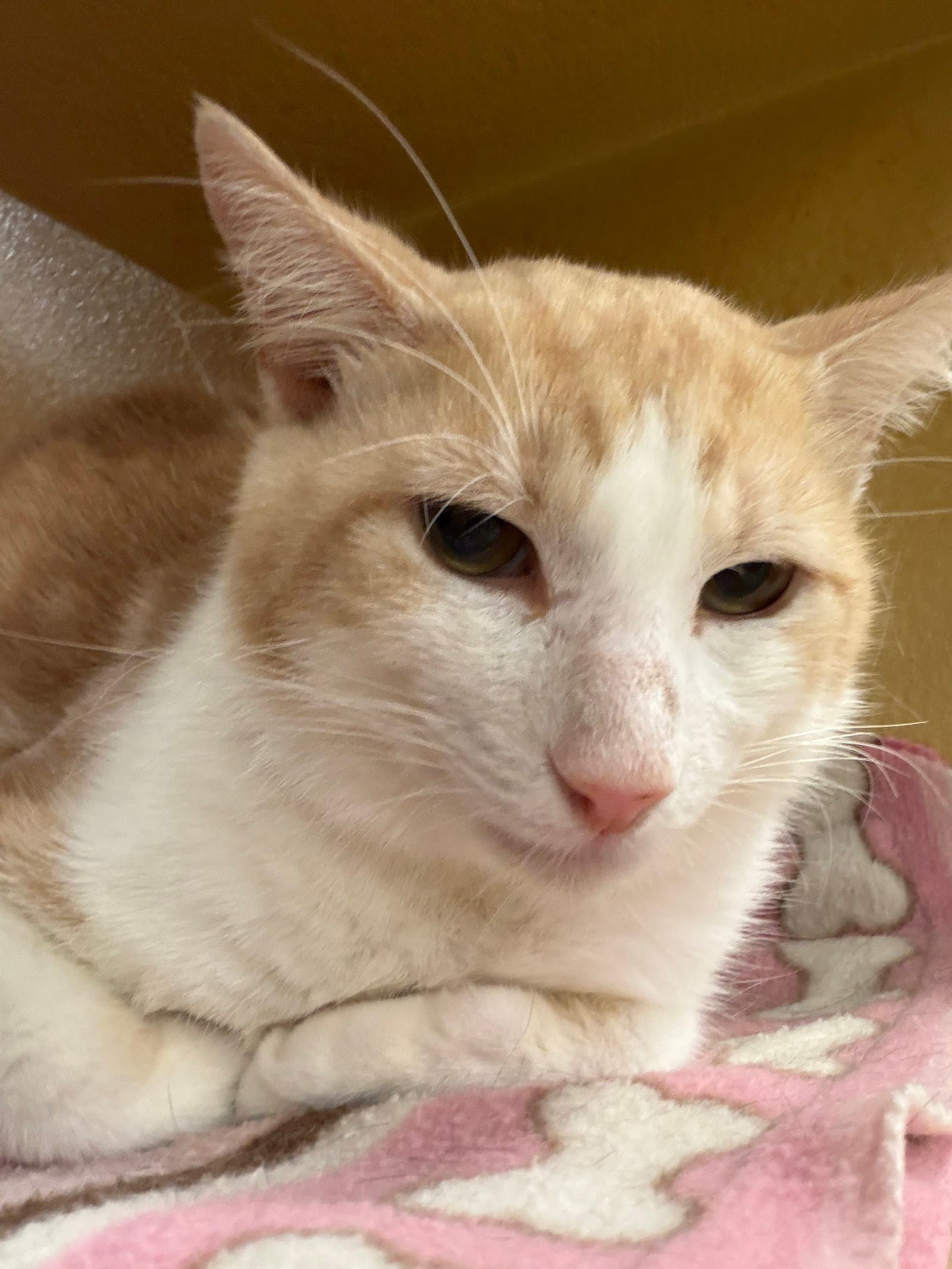 Harry - Domestic Short Hair