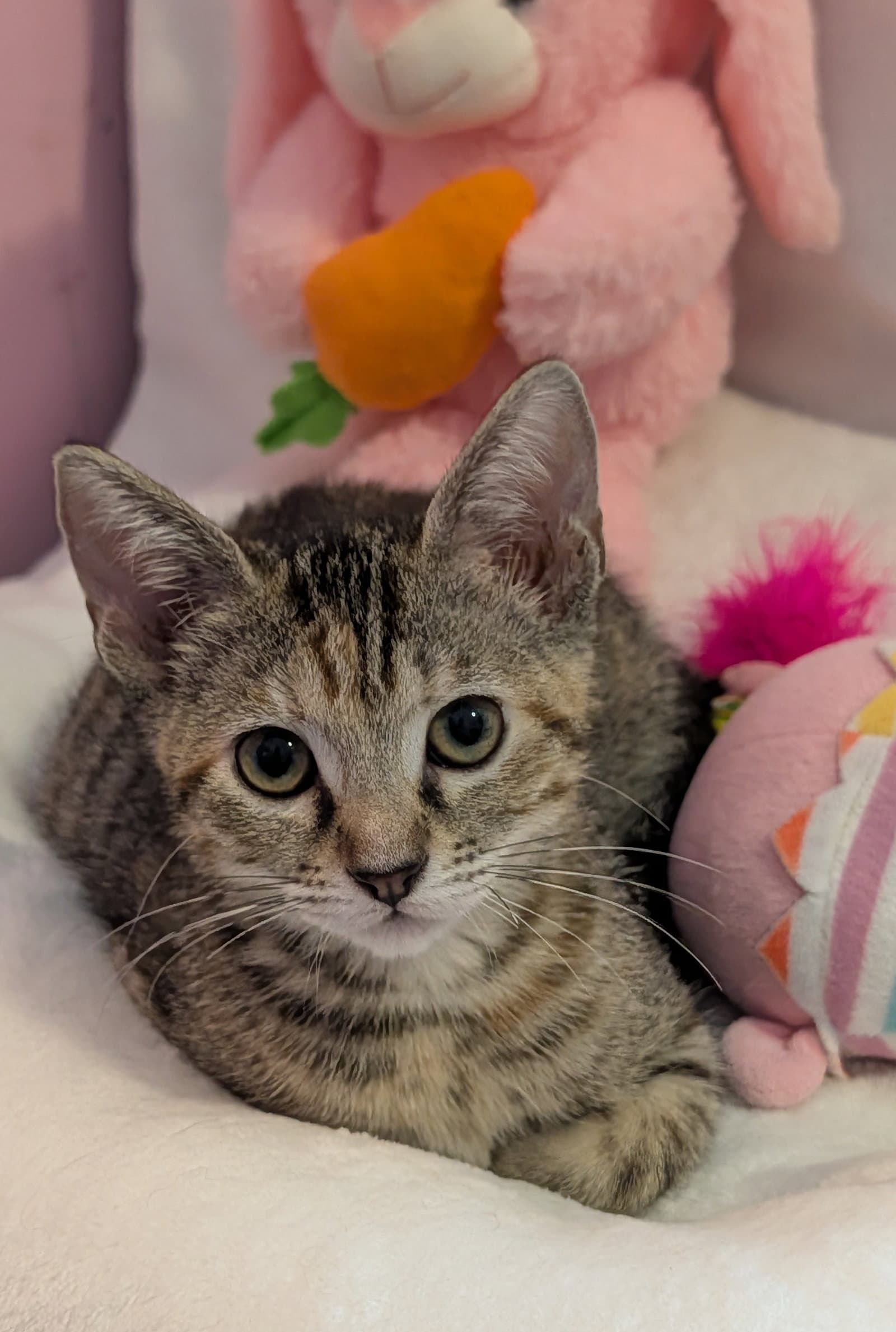 Frutti Patutti - Domestic Short Hair