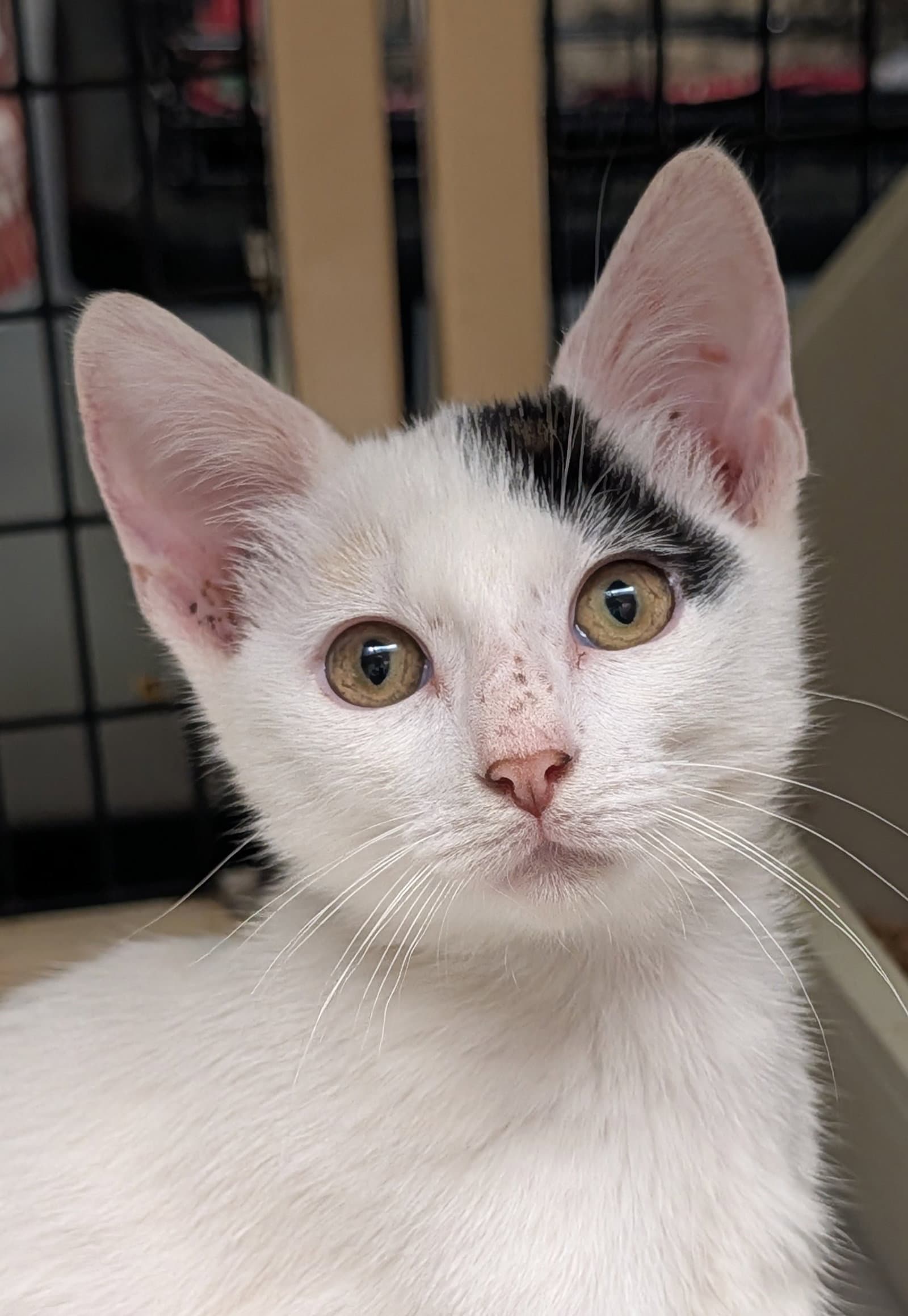 Calypso - Calico