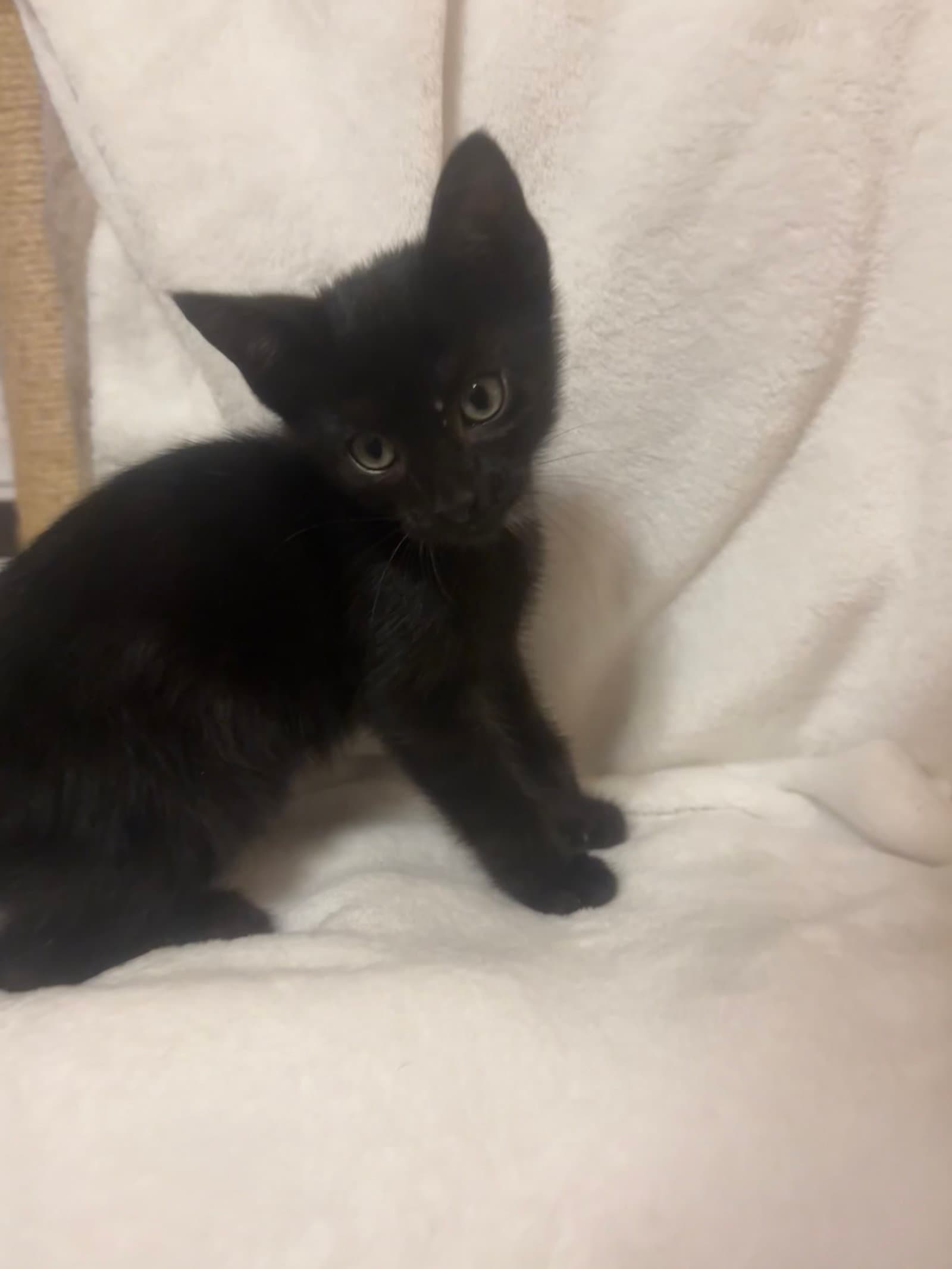 Phantom - Domestic Short Hair