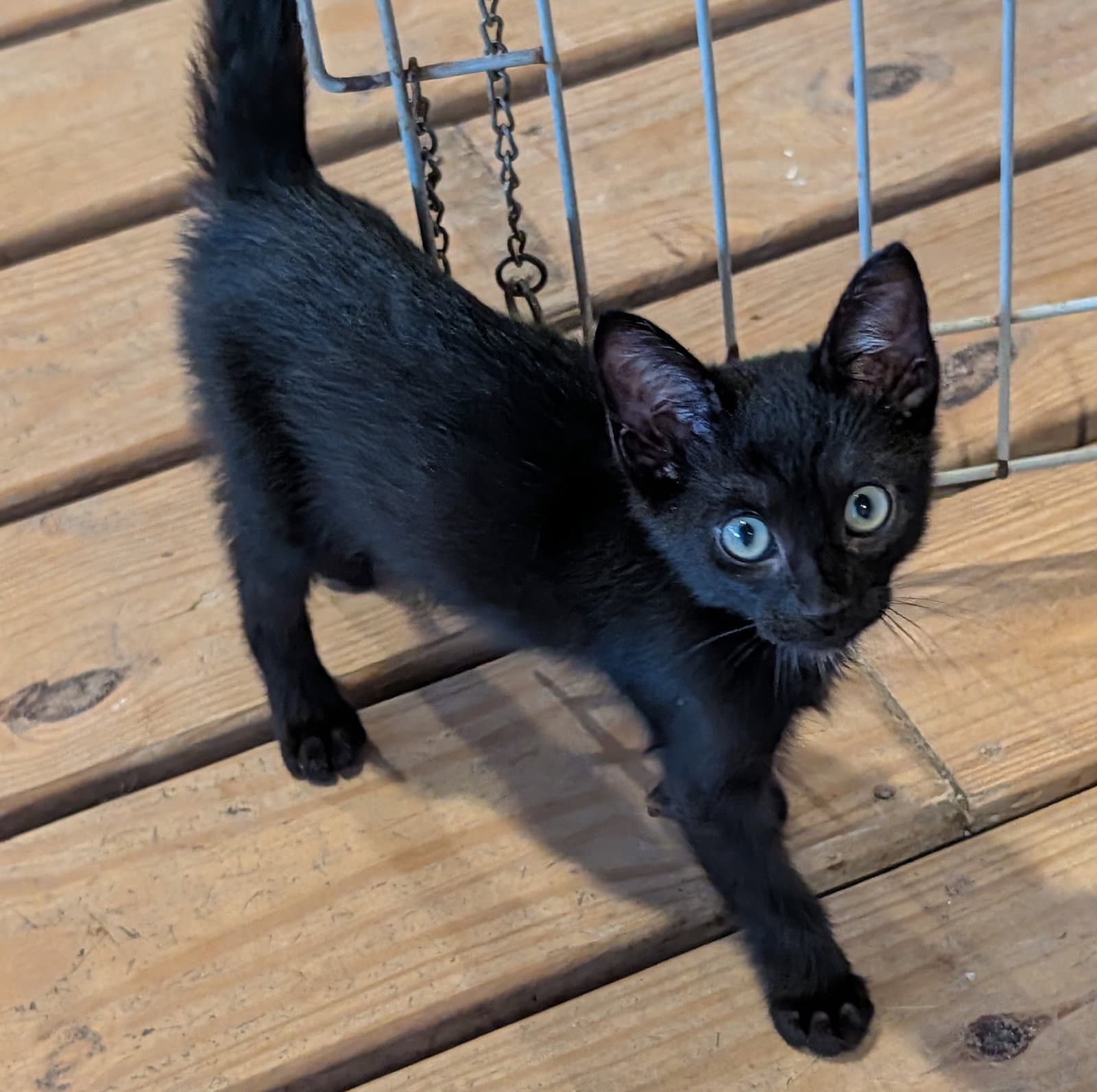 Phantom - Domestic Short Hair