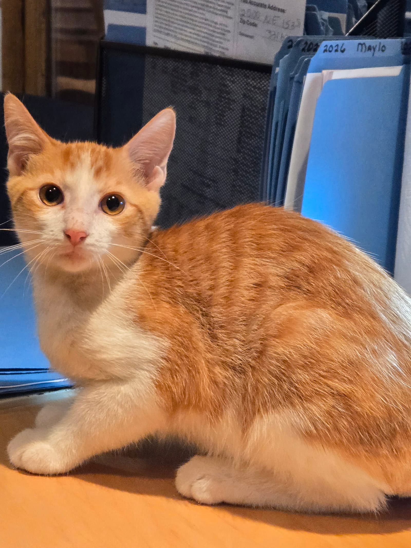 Chippy - Domestic Short Hair
