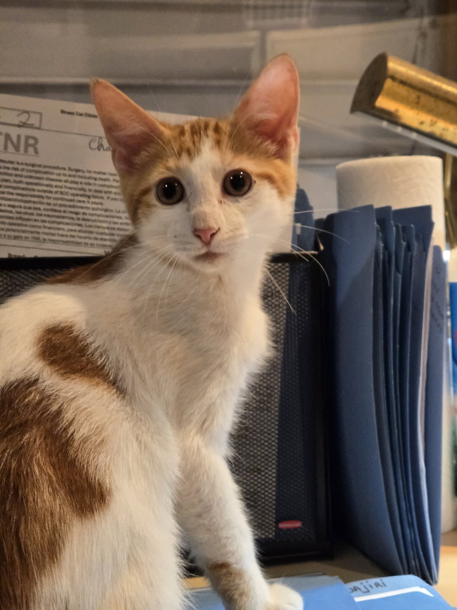 Colby - Domestic Short Hair
