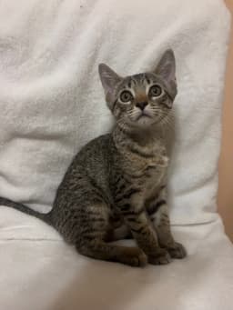 Nora image 1