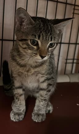 Nora image 2