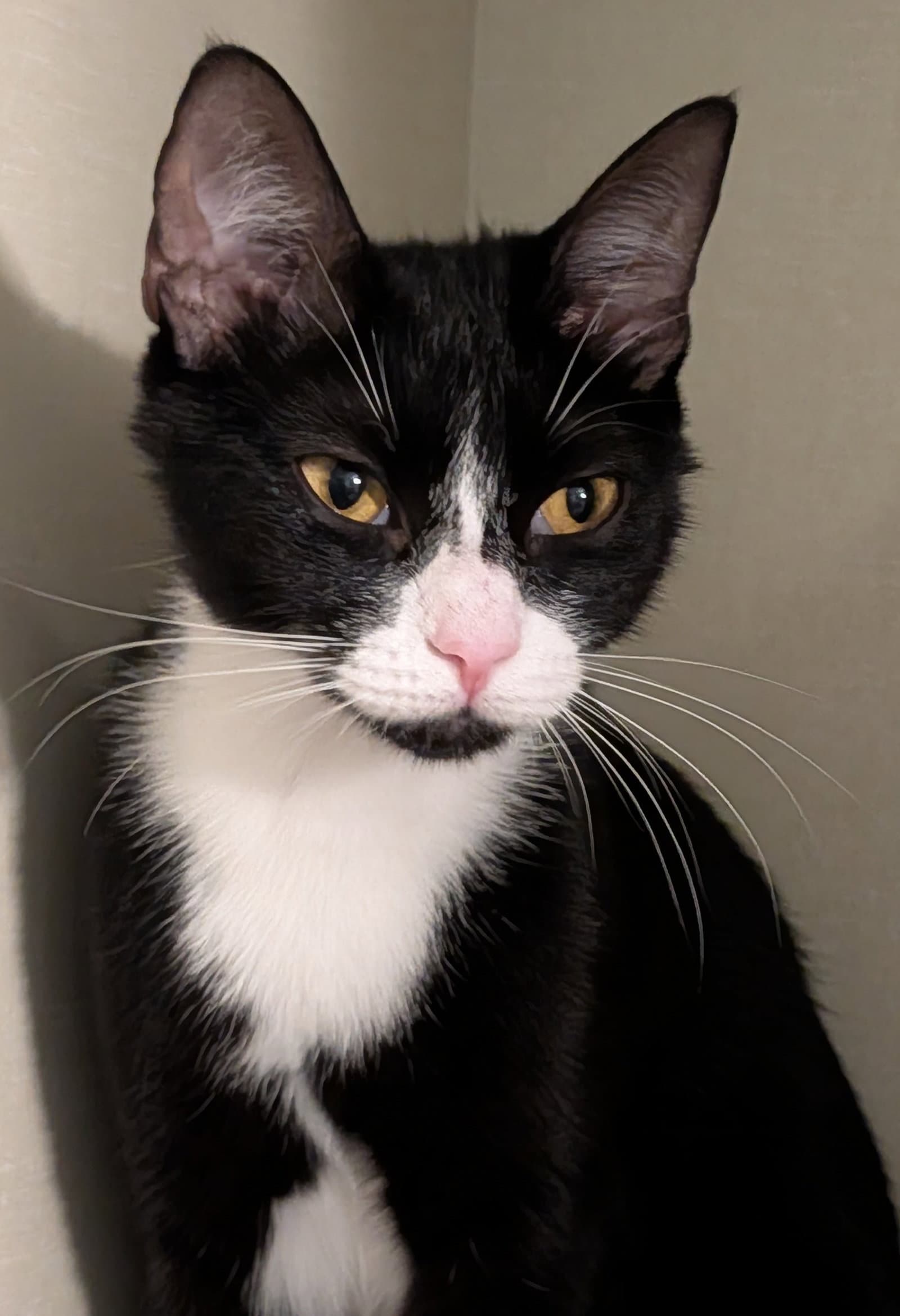 Jolene - Domestic Short Hair