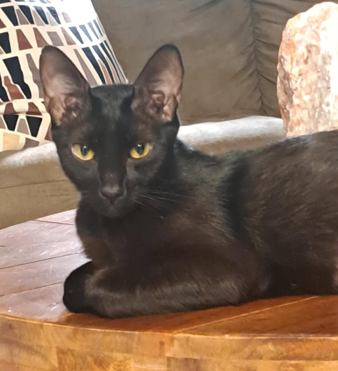 Pantera - Domestic Short Hair