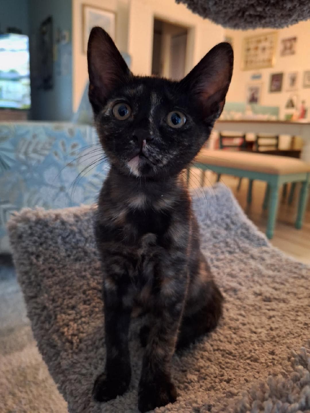 Ayla - Domestic Short Hair