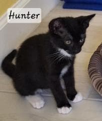 Hunter image 1