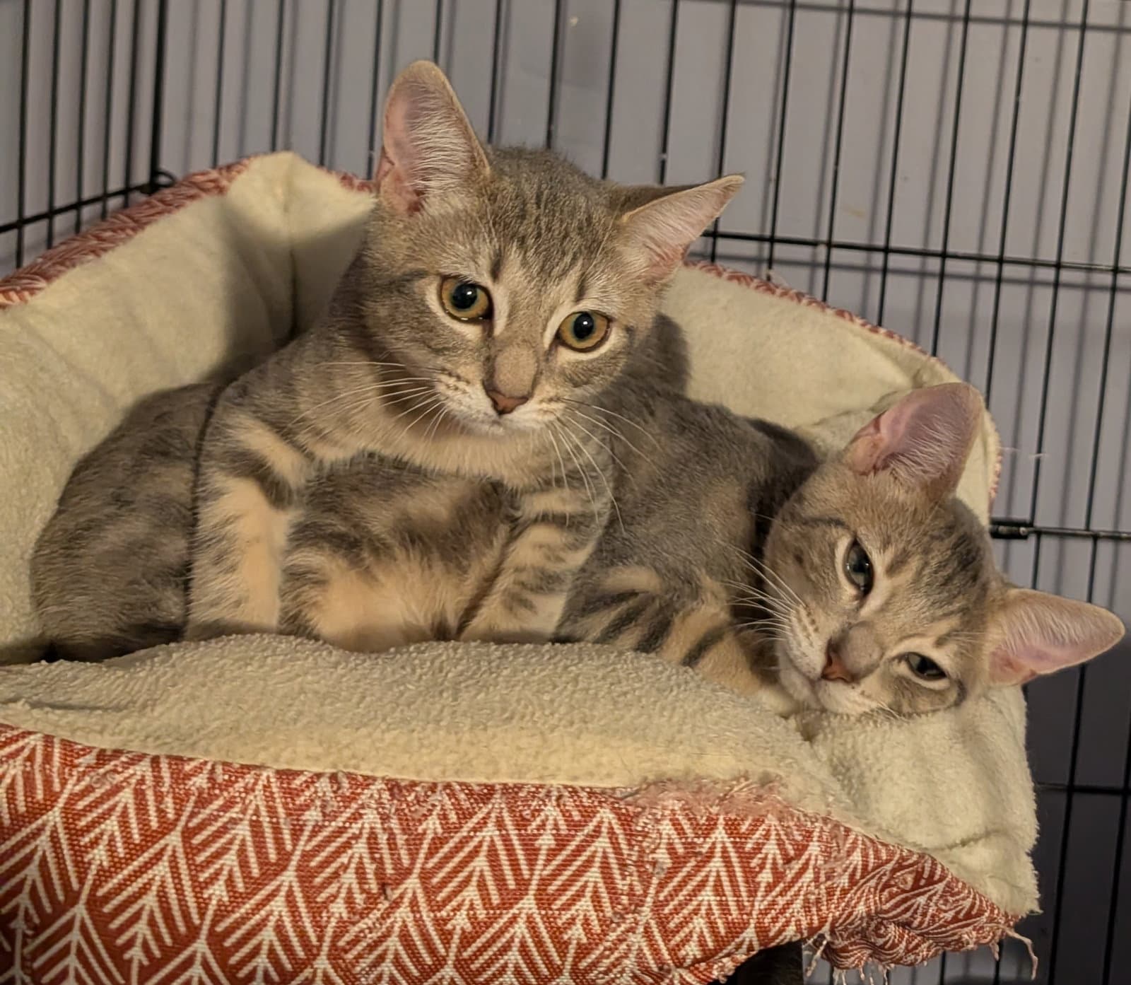 Mila - Domestic Short Hair