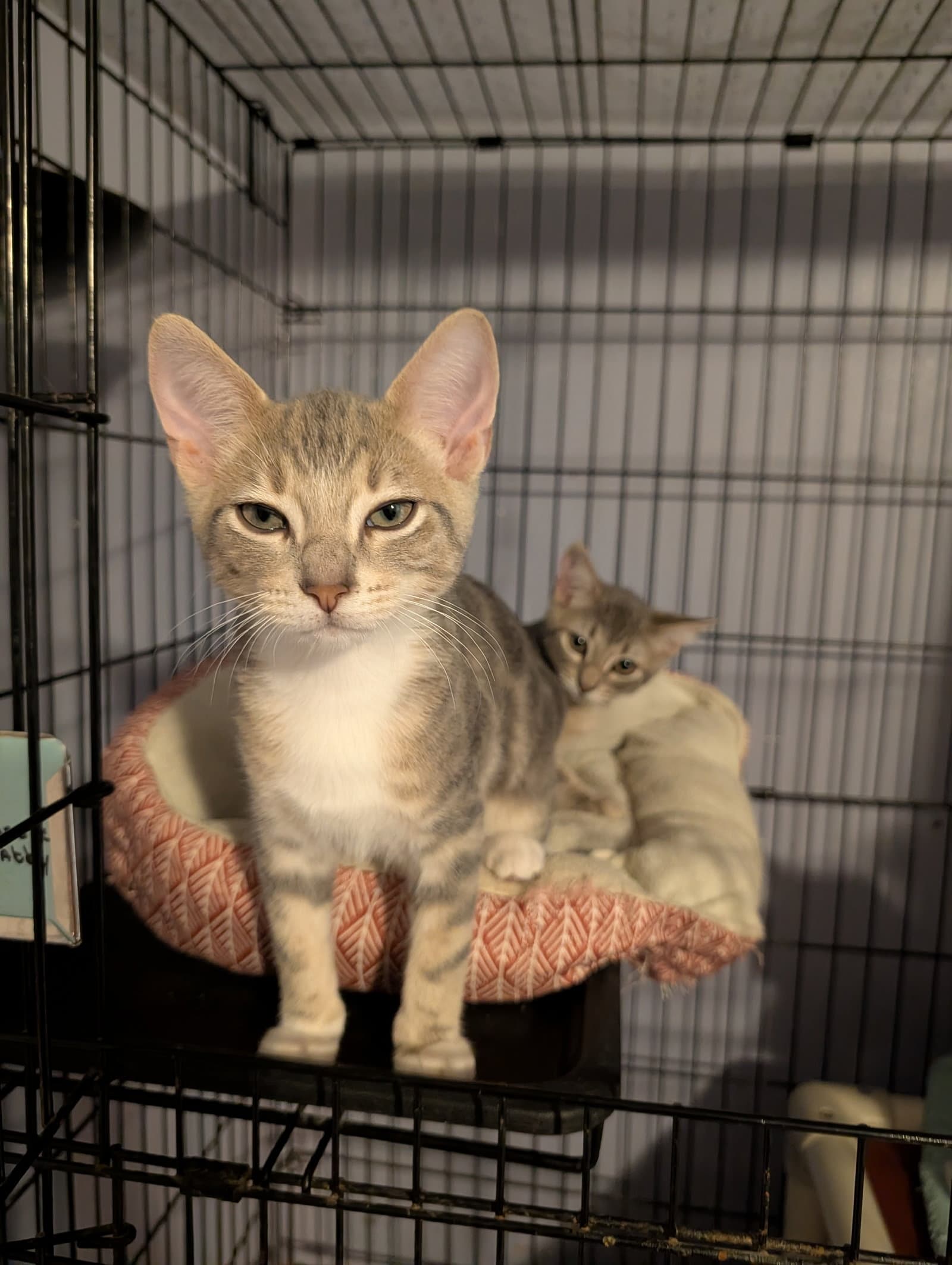 Maylo - Domestic Short Hair