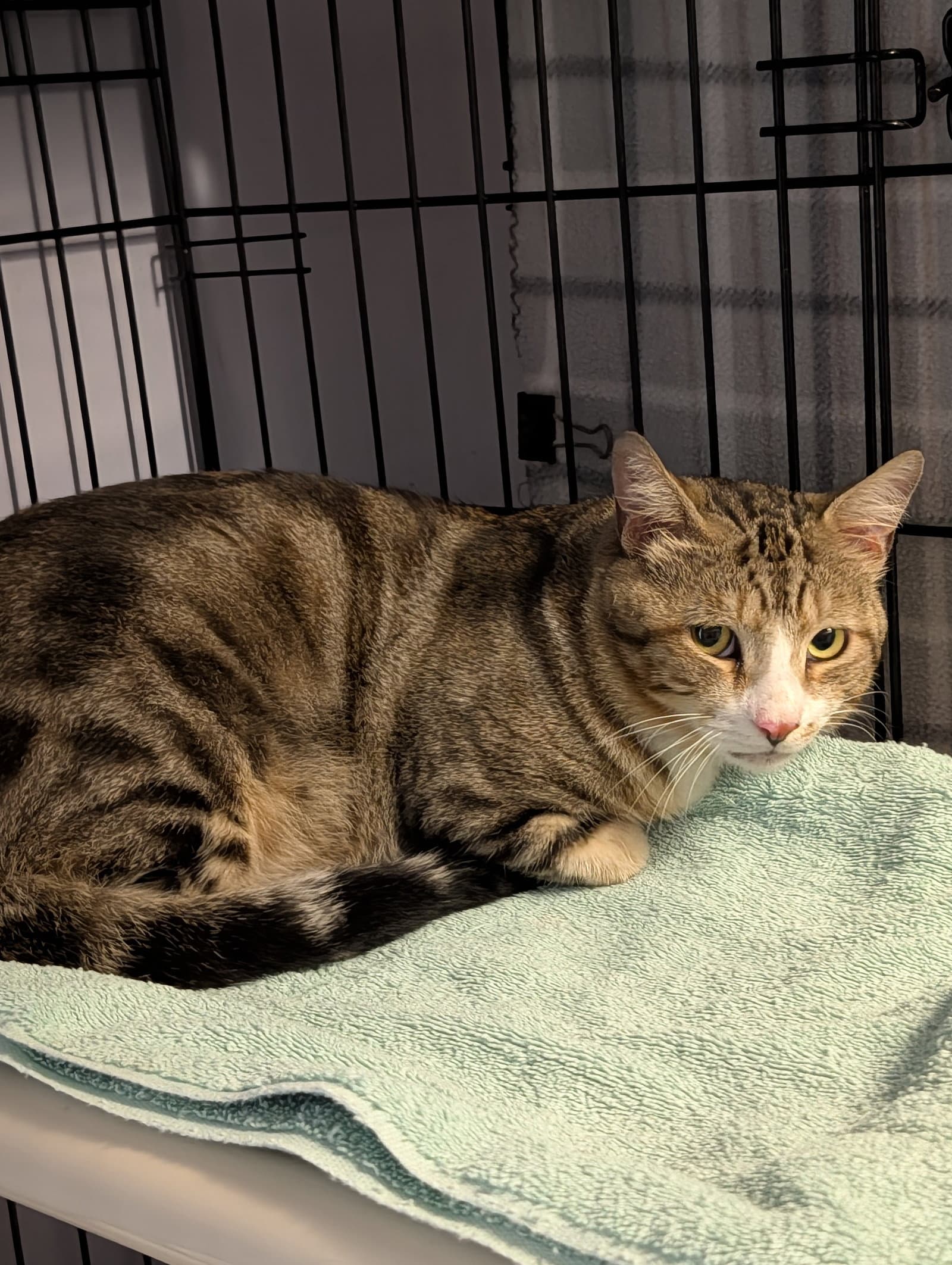 Sundance - Domestic Short Hair