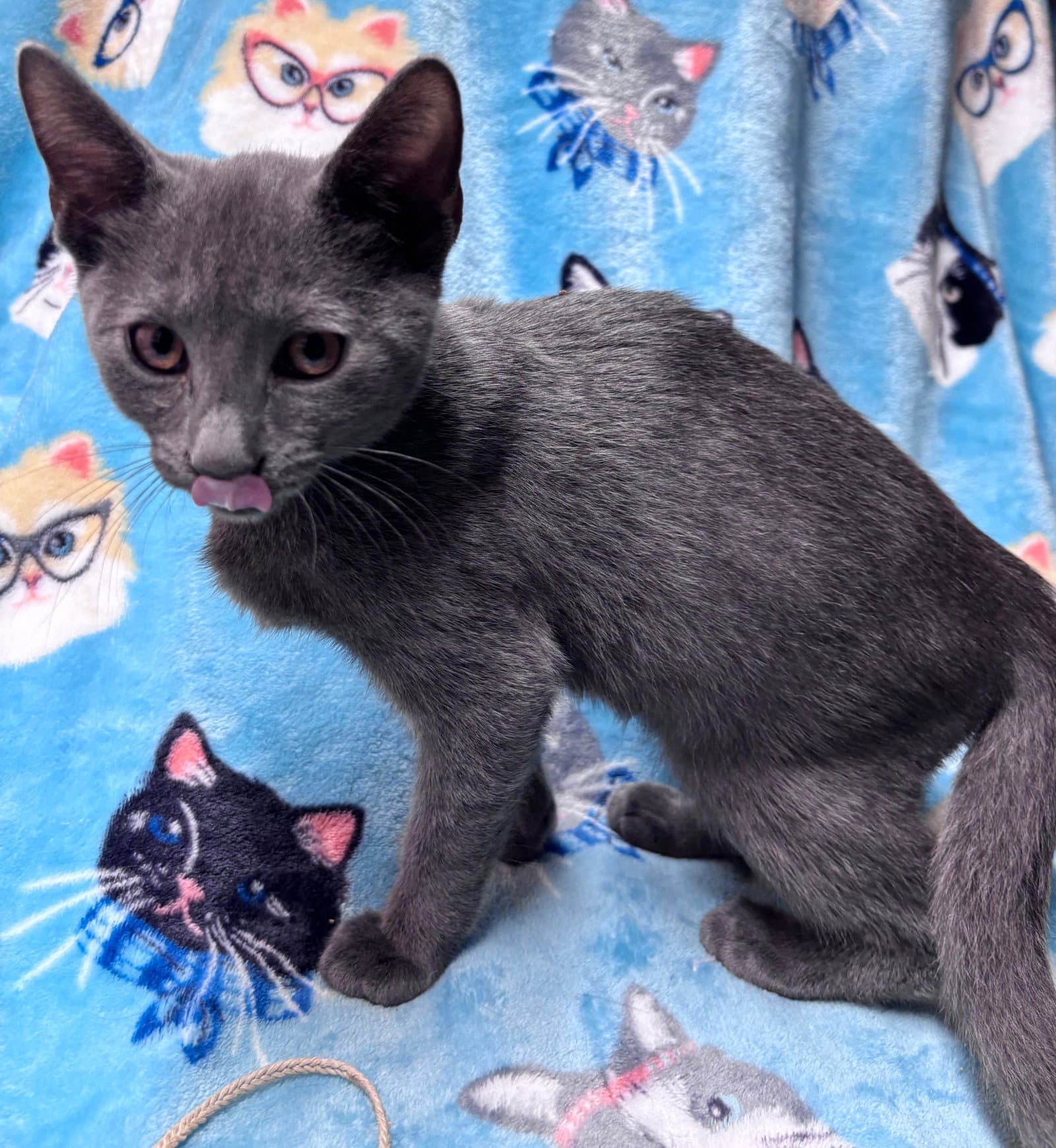 Sullivan - Domestic Short Hair